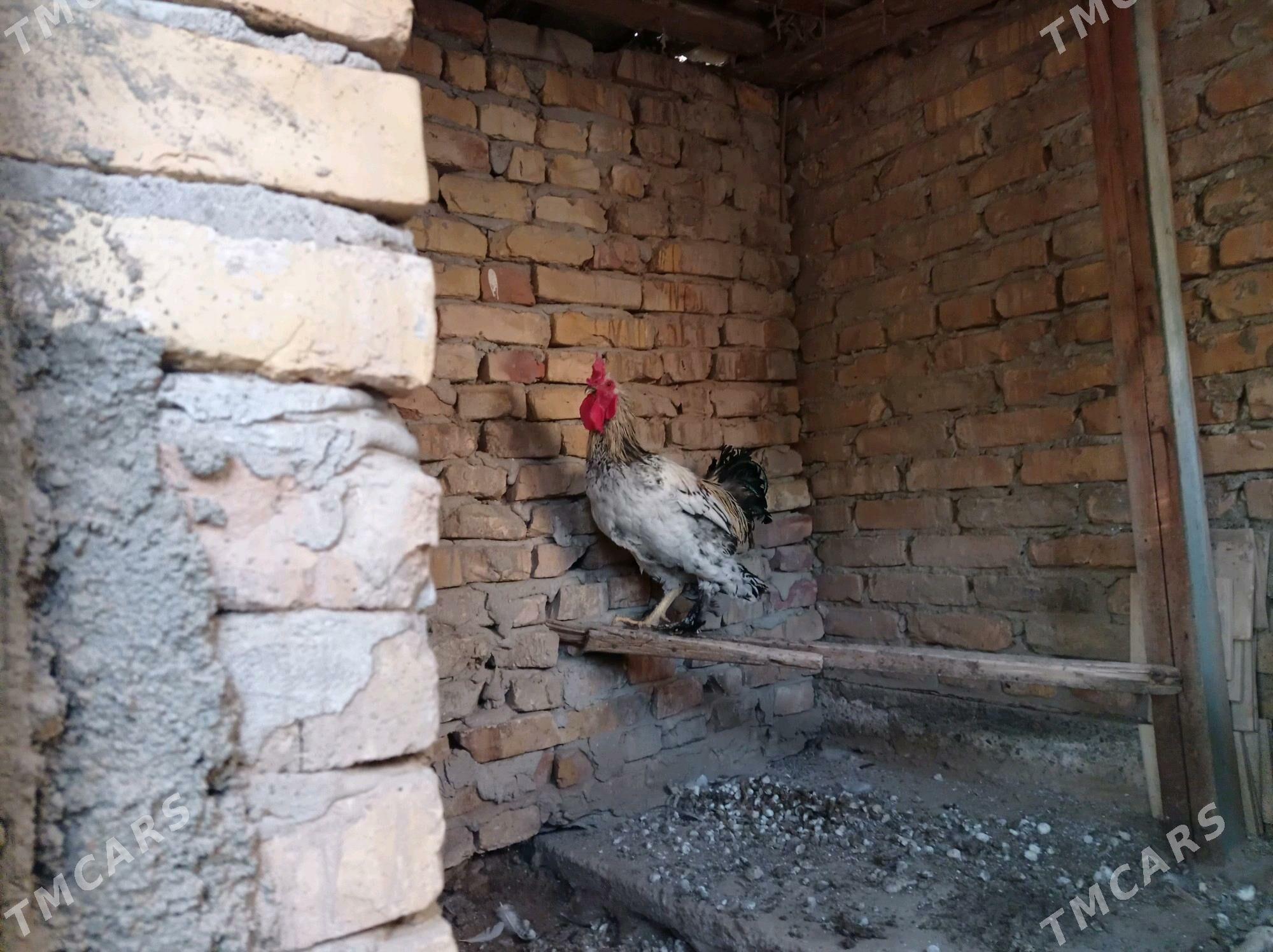 хораз - Türkmenabat - img 1