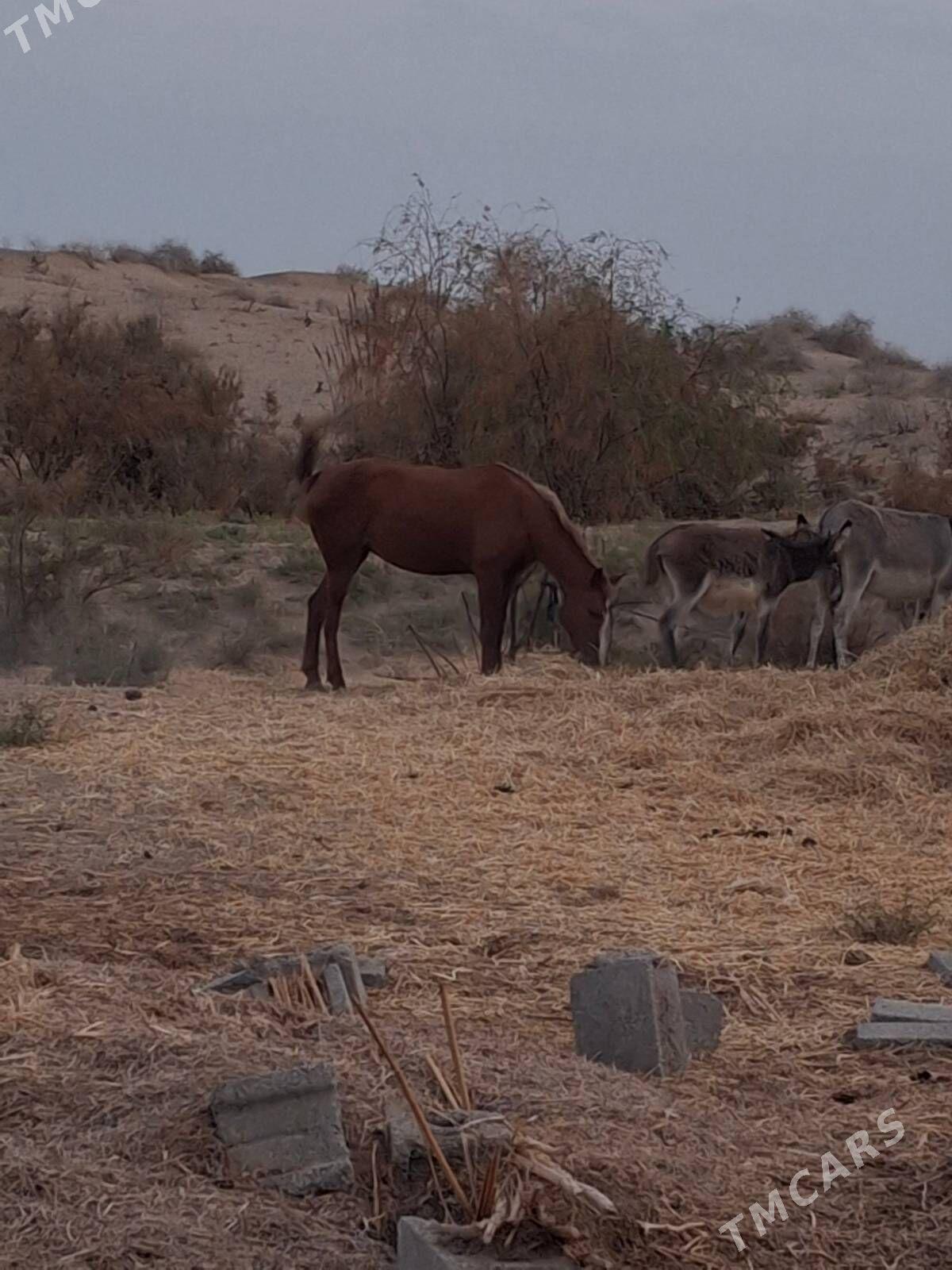 At - Бахарден - img 2