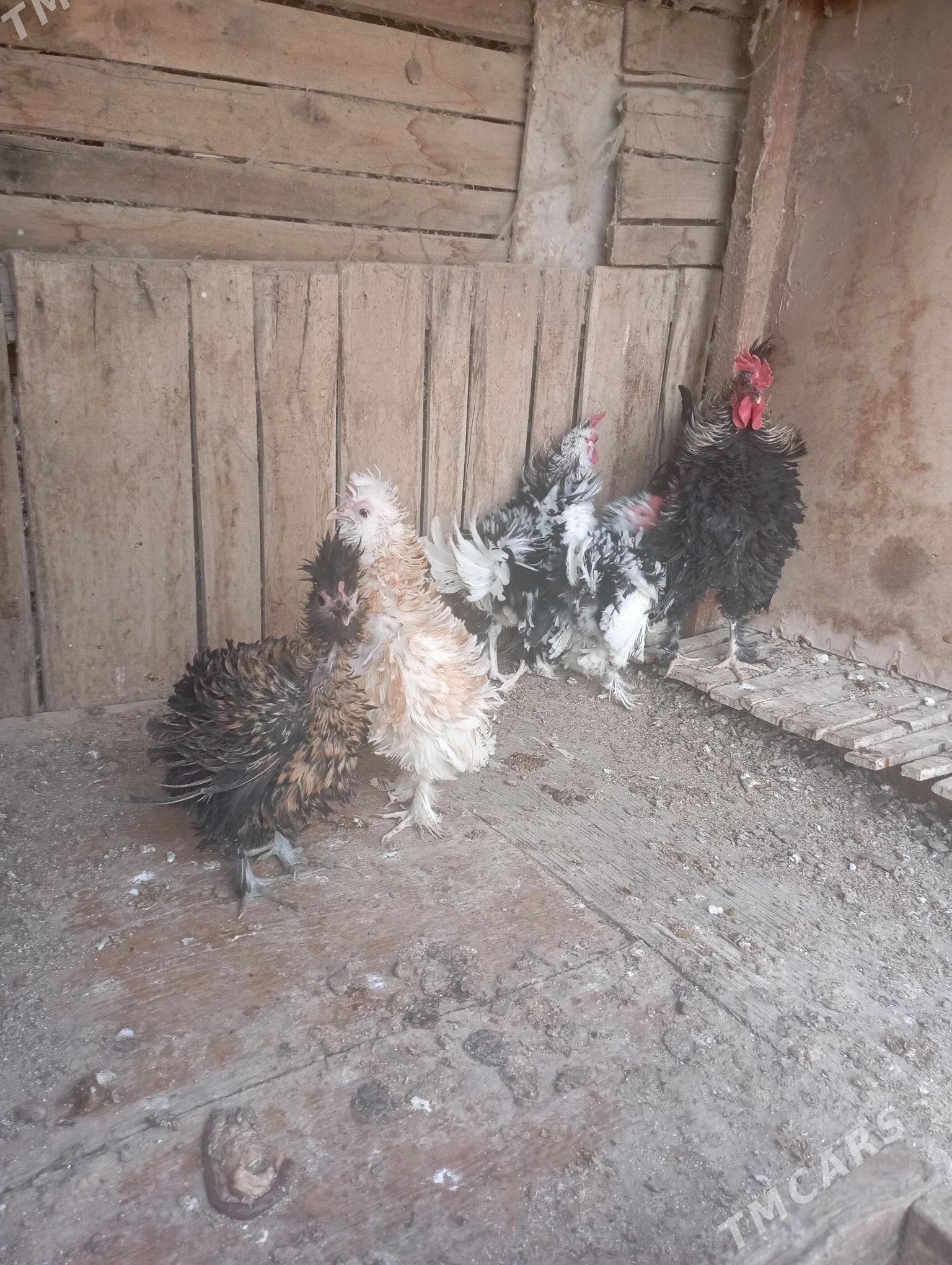 karlik kirpi - Aşgabat - img 2