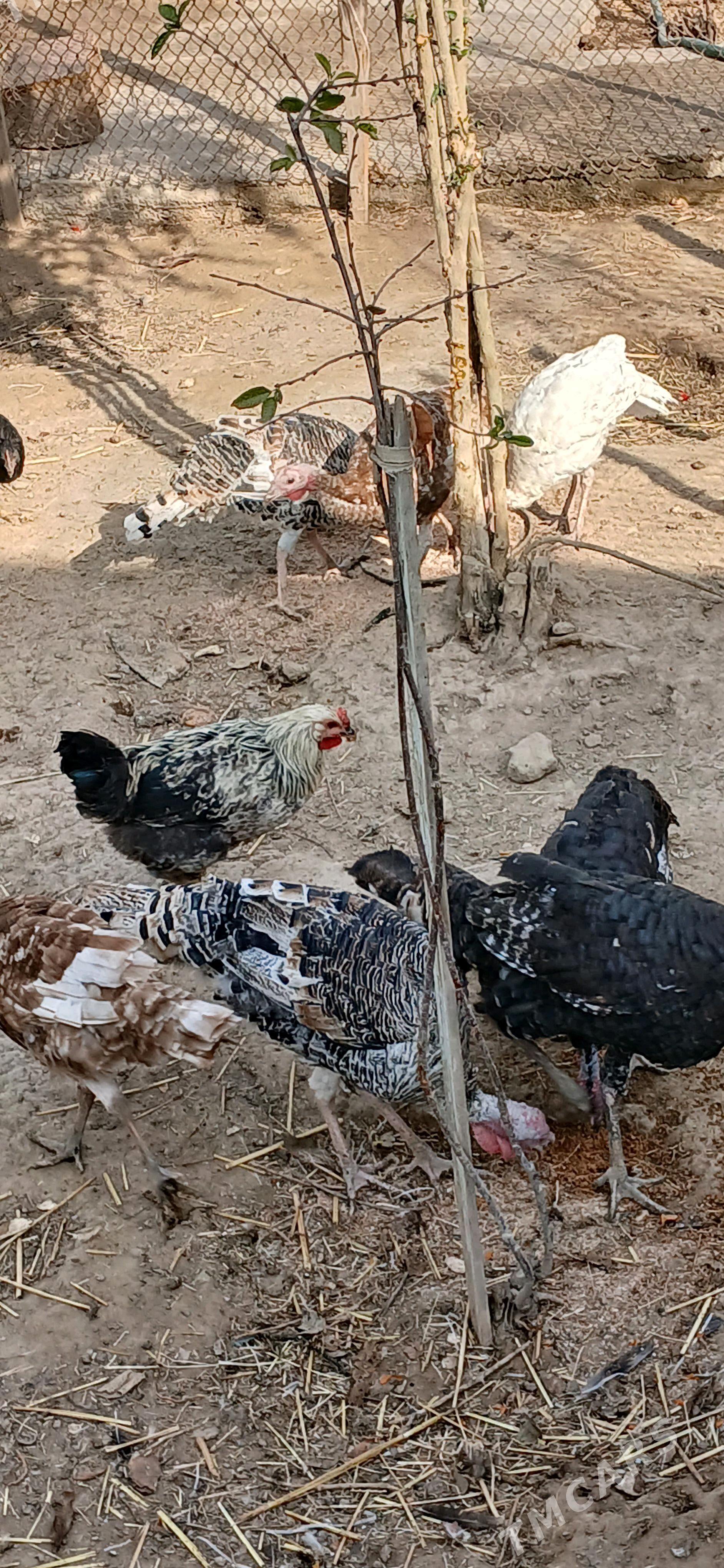 Induk - Aşgabat - img 2