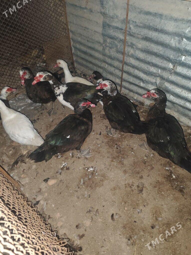 muskus - Çärjew - img 4