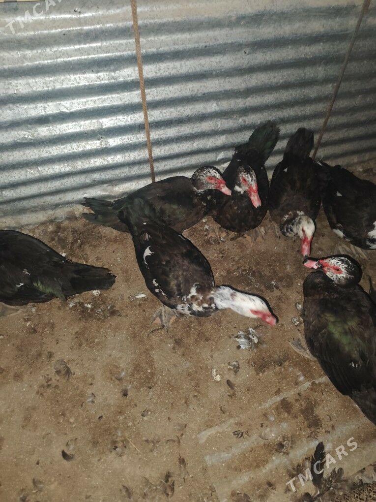 muskus - Çärjew - img 5