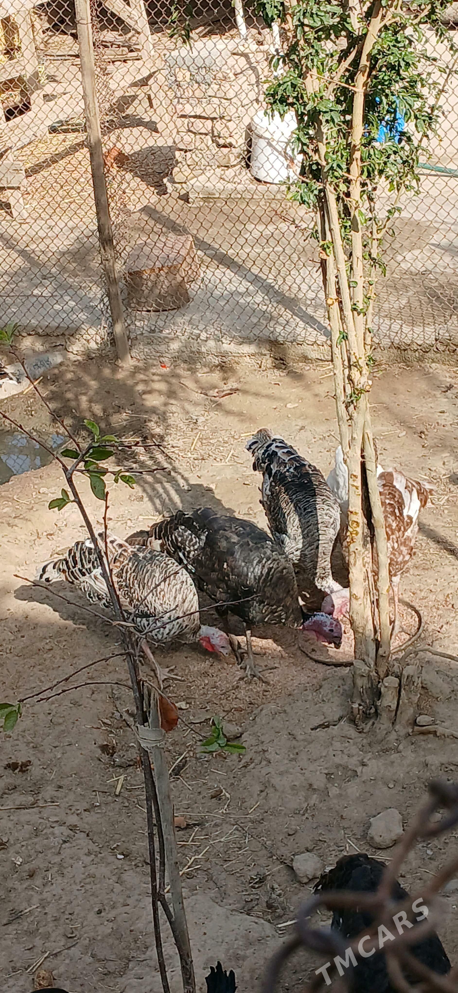 Induk - Aşgabat - img 1