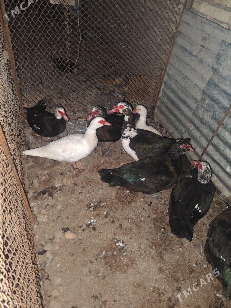 muskus - Çärjew - img 2