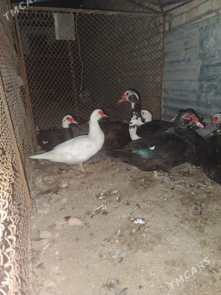 muskus - Çärjew - img 8