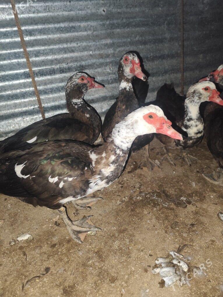 muskus - Çärjew - img 7