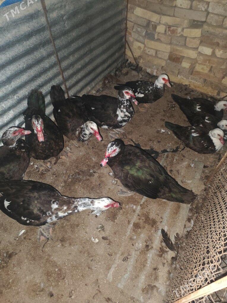 muskus - Çärjew - img 3