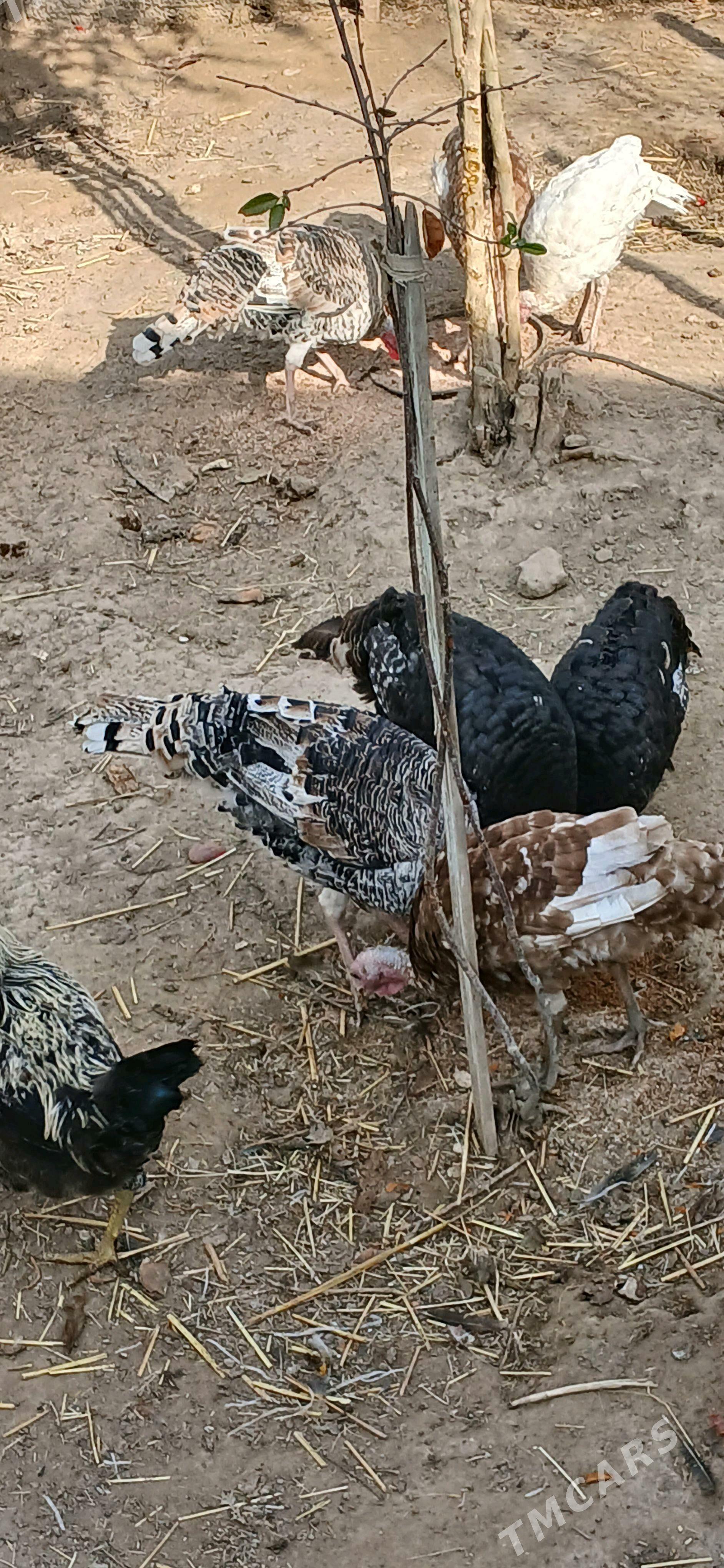 Induk - Aşgabat - img 3