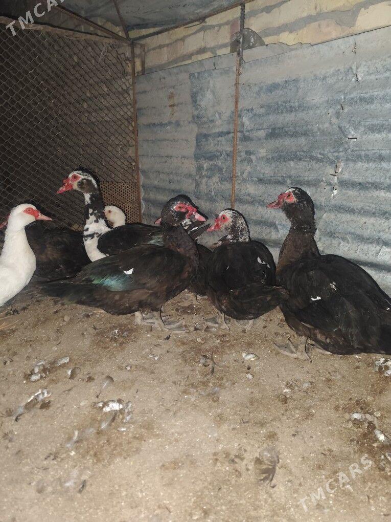 muskus - Çärjew - img 9