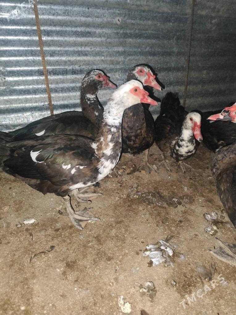 muskus - Çärjew - img 1