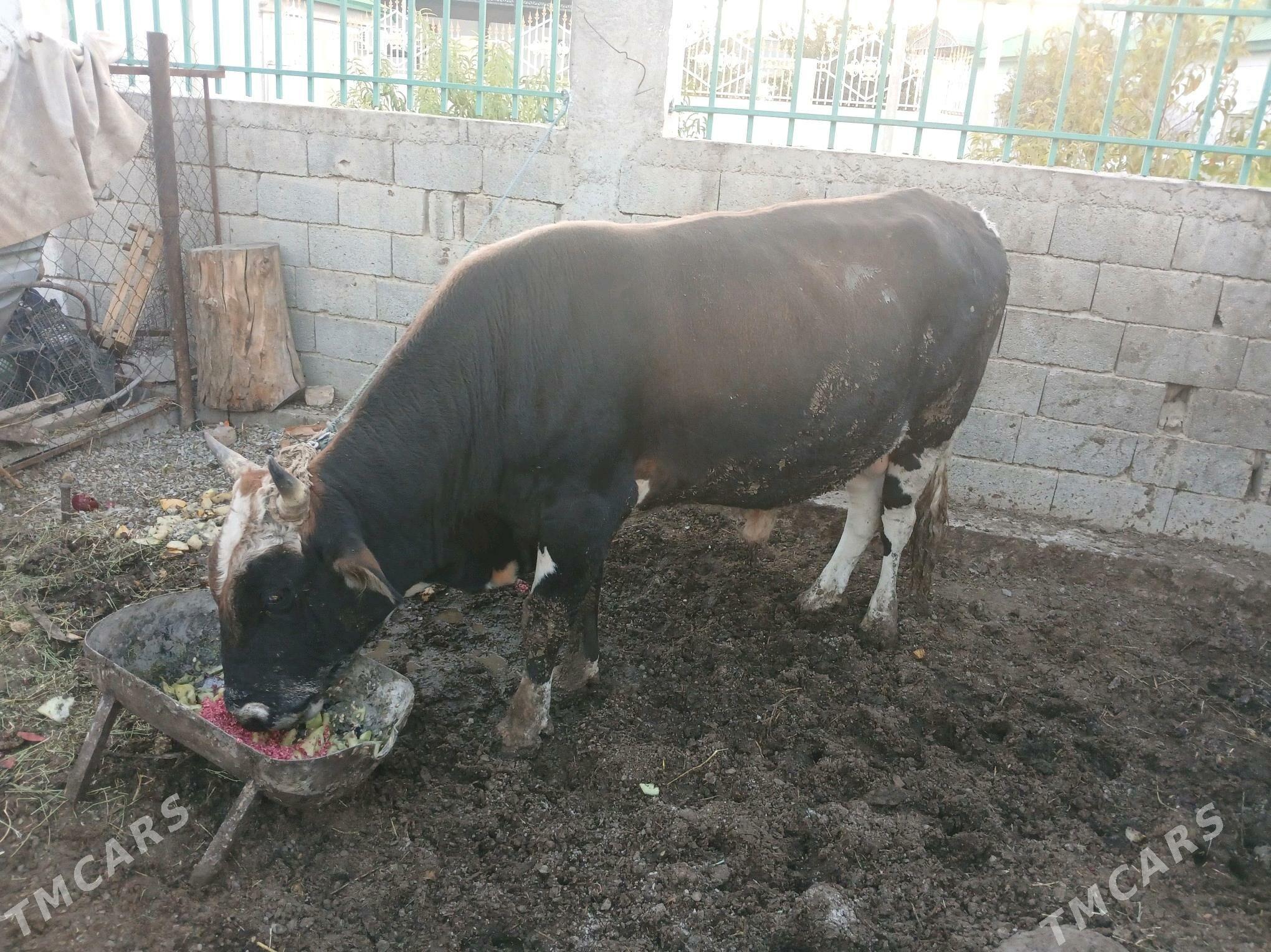 okuz - Garadamak - img 2