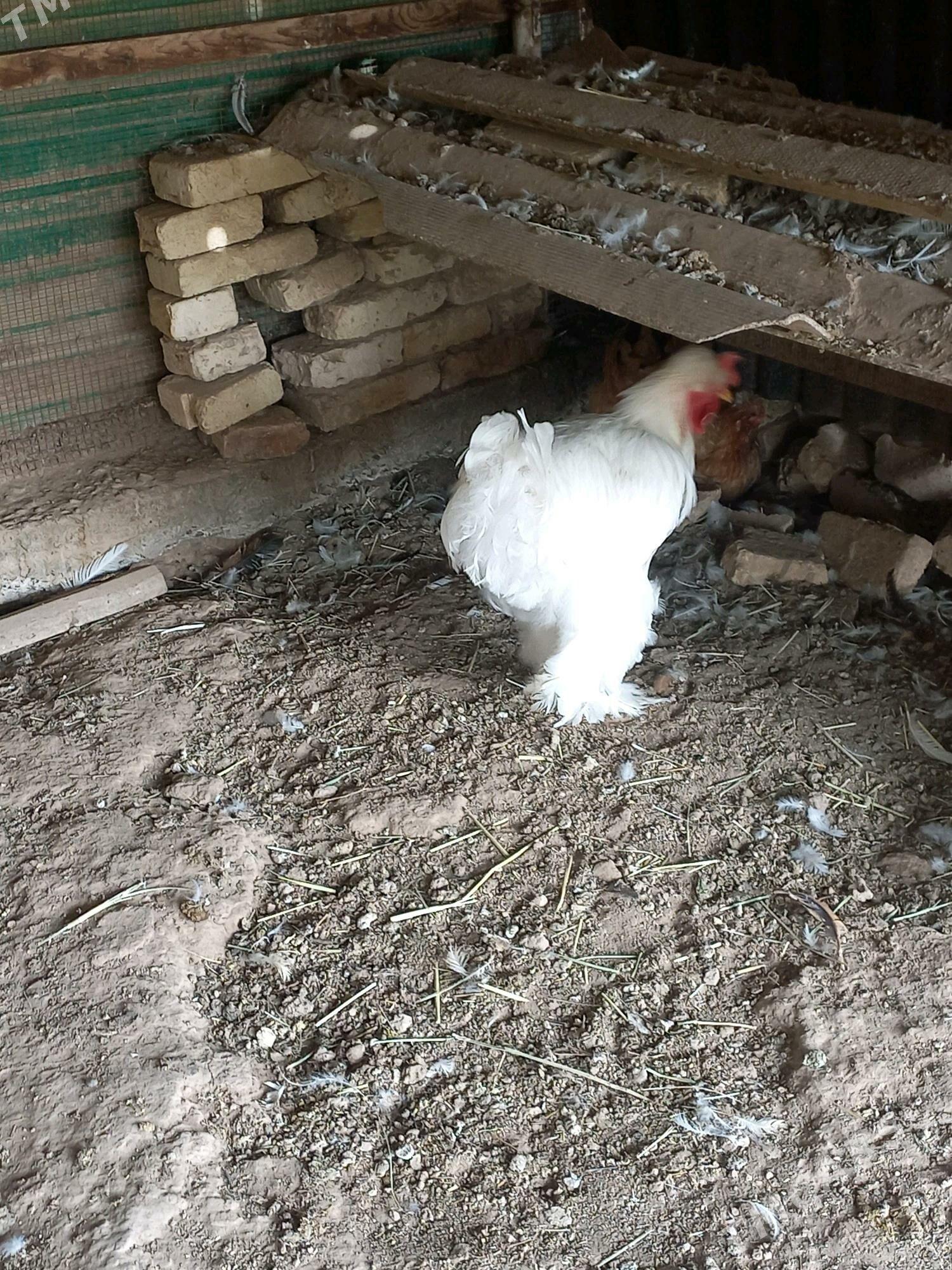 paroda horaz - Мургап - img 2