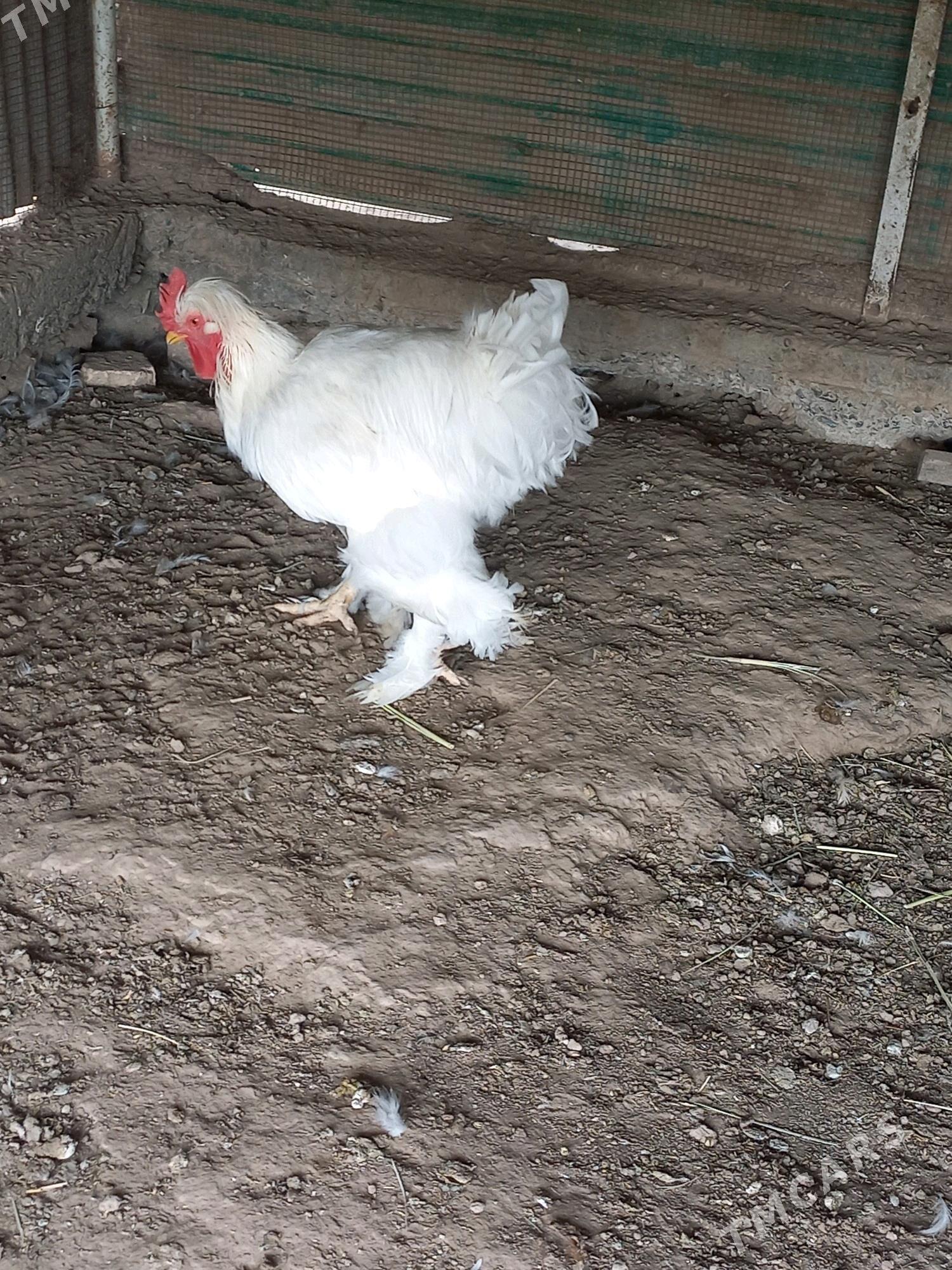 paroda horaz - Мургап - img 3