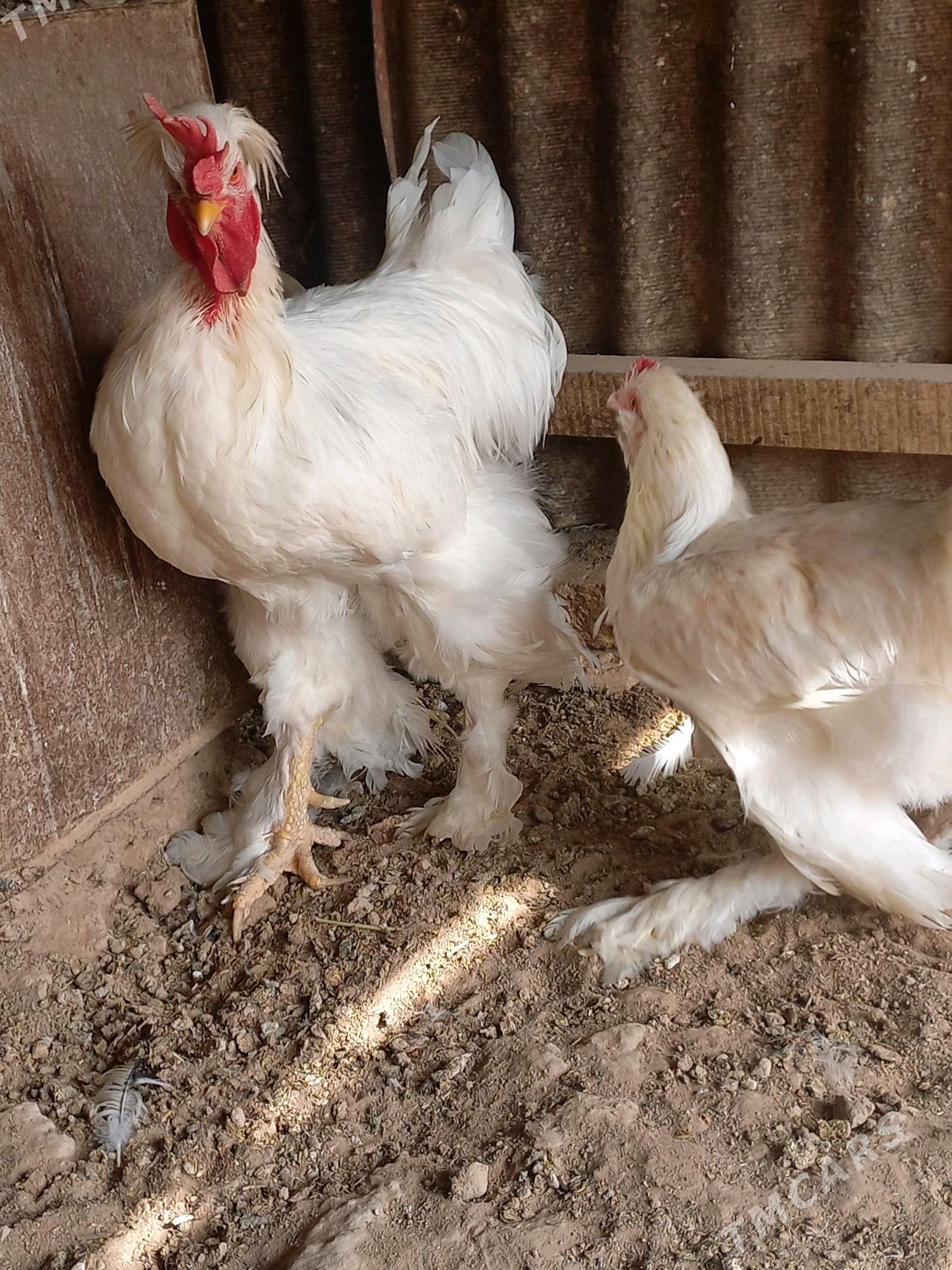 paroda horaz - Мургап - img 6