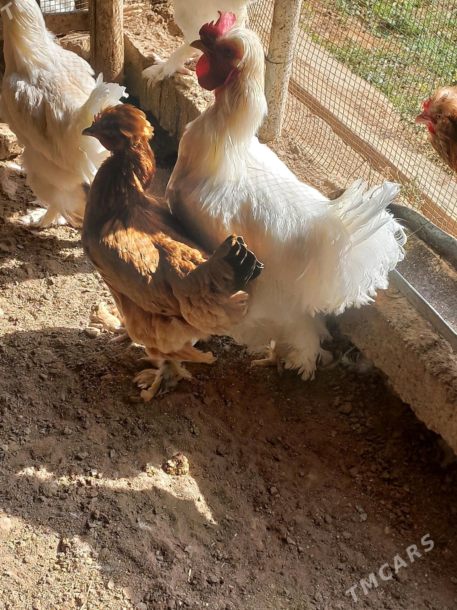 paroda horaz - Мургап - img 5