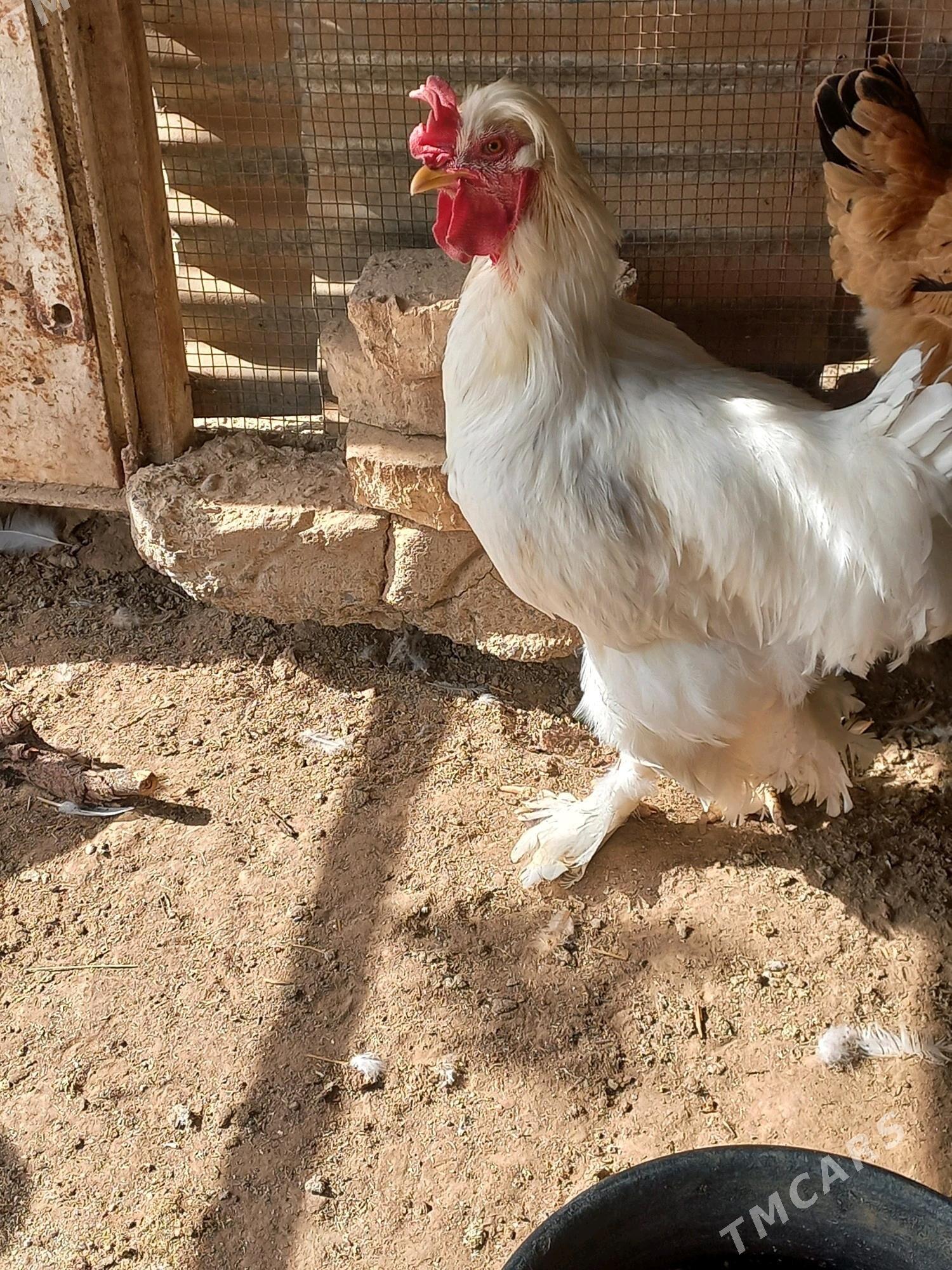 paroda horaz - Мургап - img 4