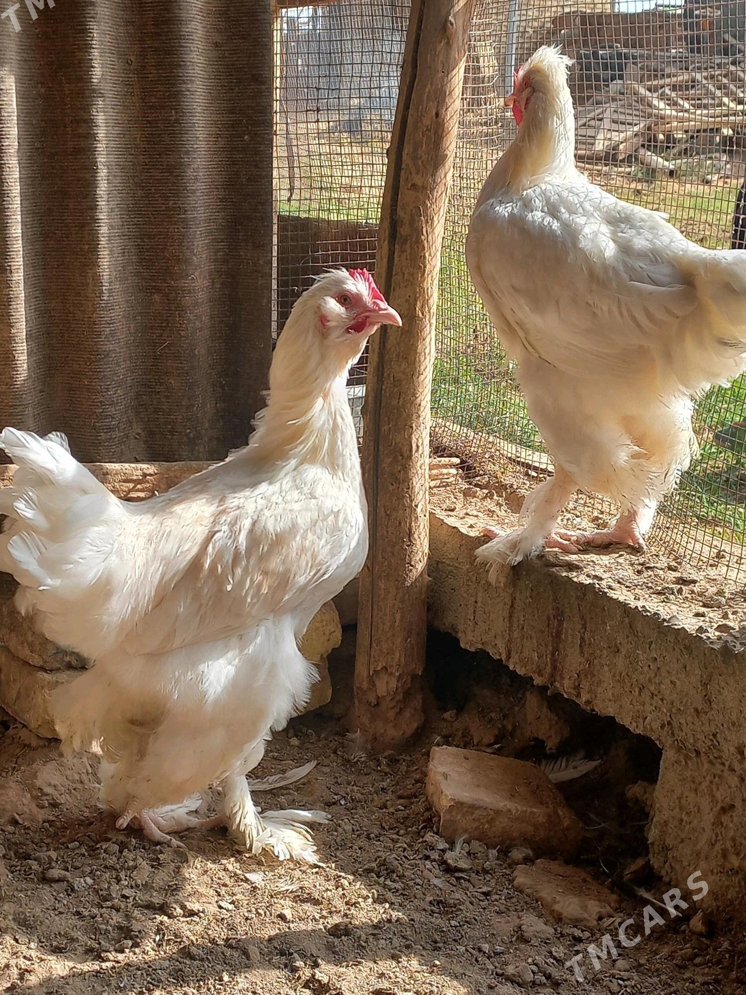 paroda horaz - Мургап - img 7