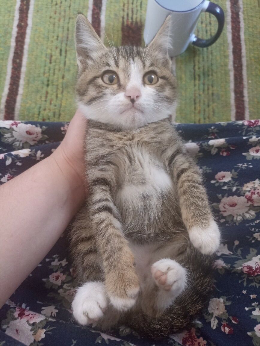 pişikler - Гороглы (Тагта) - img 5