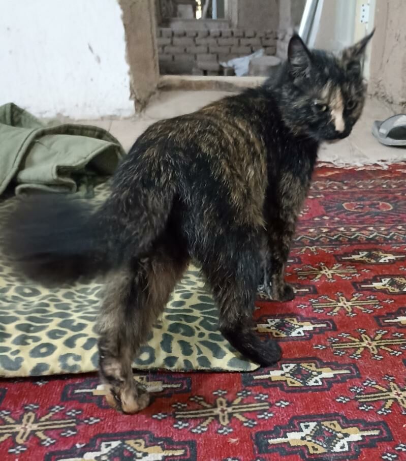 pişikler - Гороглы (Тагта) - img 4