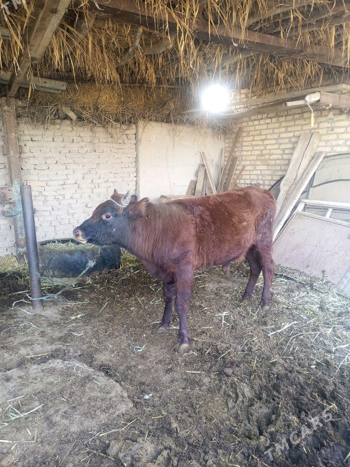 bakyda duran mal - Дянев - img 3