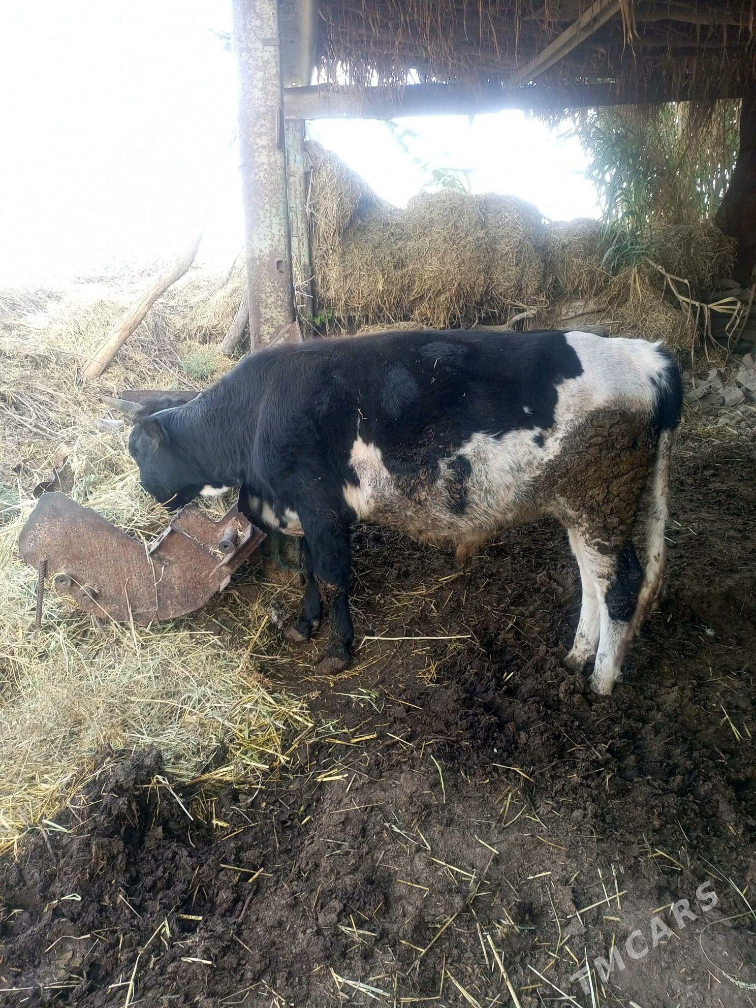 bakyda duran mal - Дянев - img 2