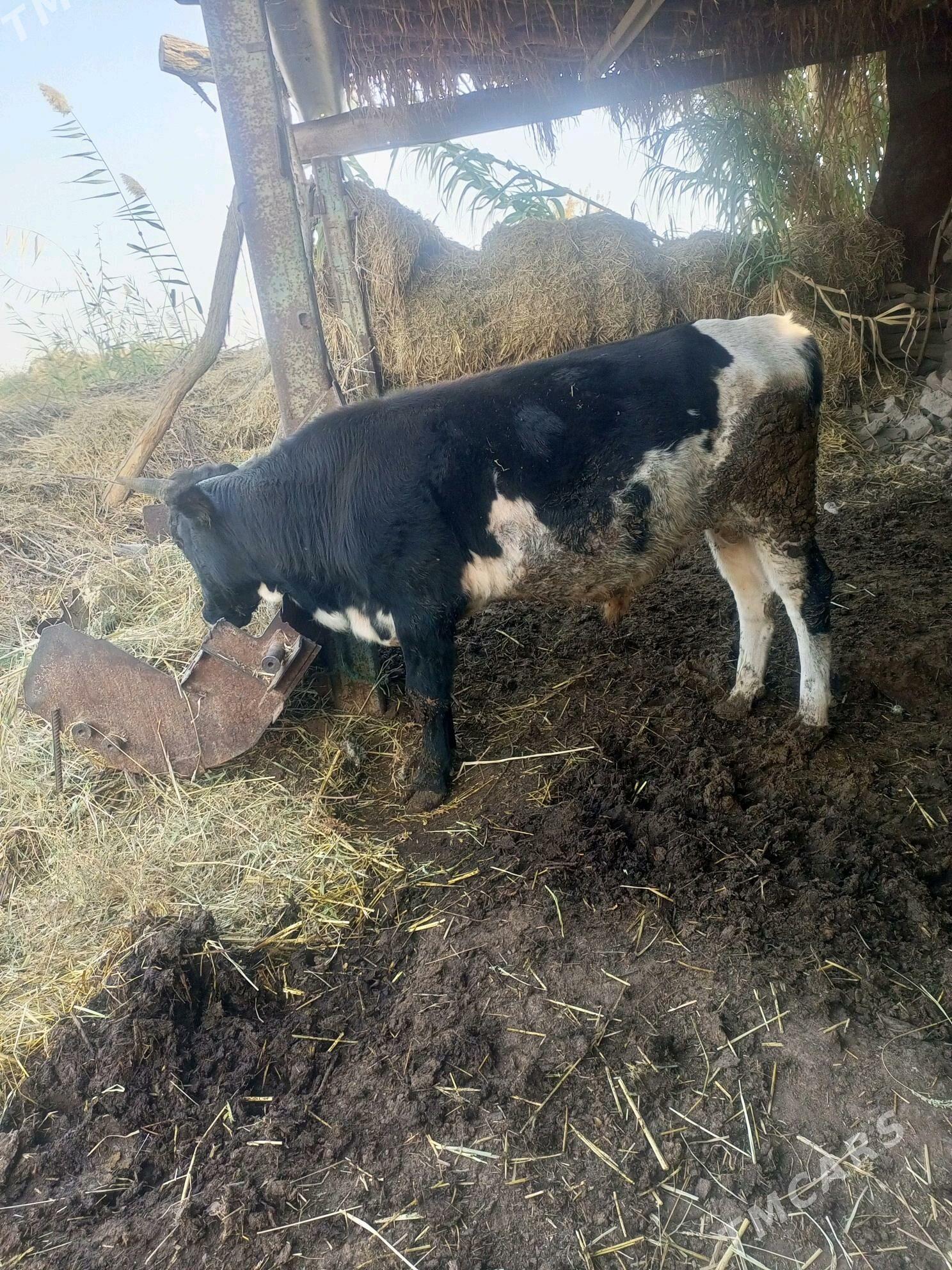 bakyda duran mal - Дянев - img 1