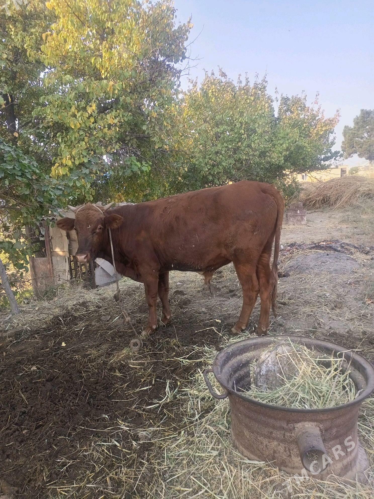 bakyda duran mal - Дянев - img 6