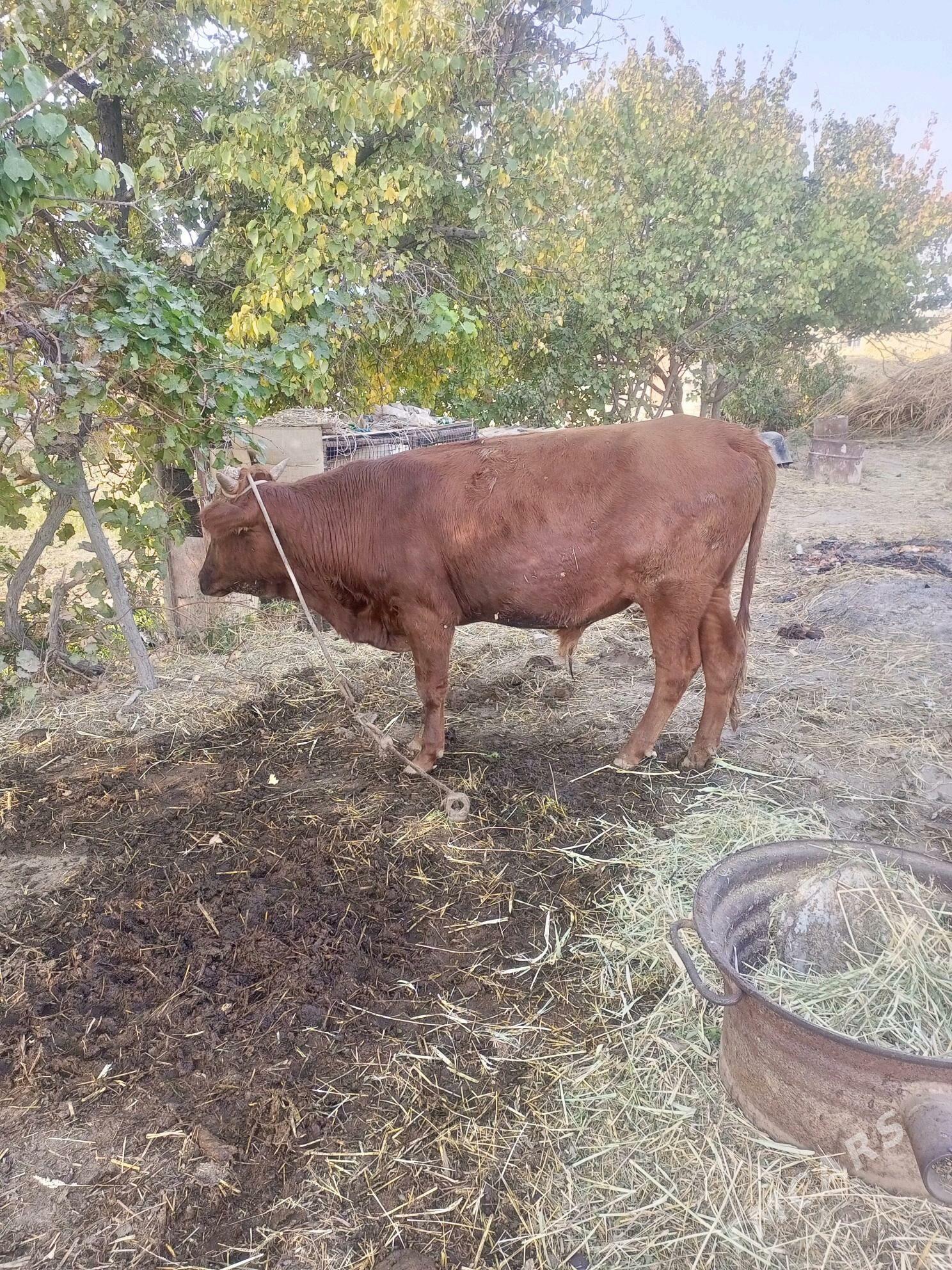 bakyda duran mal - Дянев - img 5