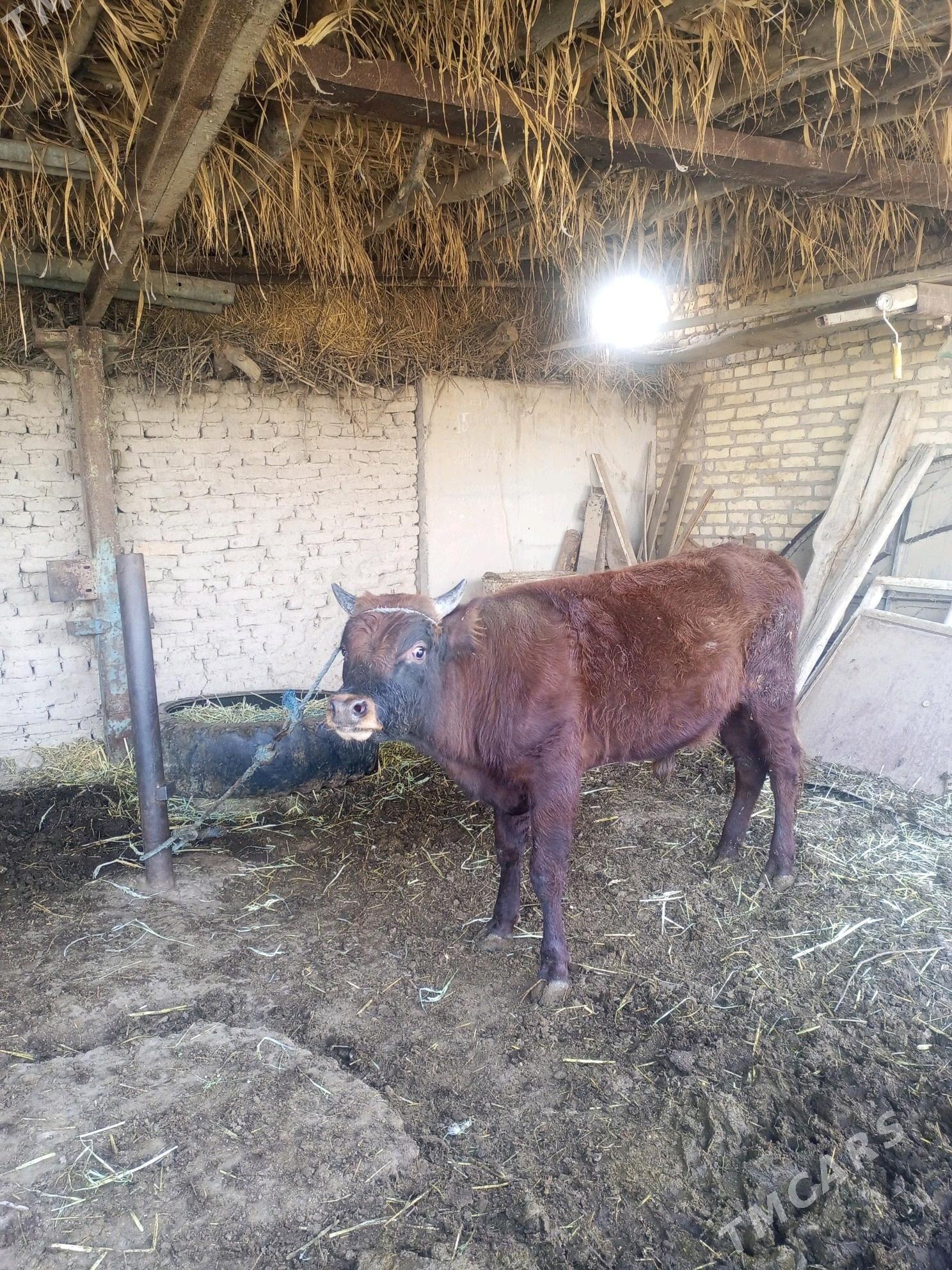 bakyda duran mal - Дянев - img 4