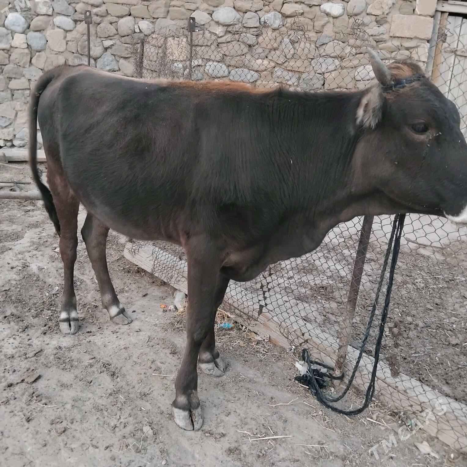 TÜWE - Gyzylarbat - img 2