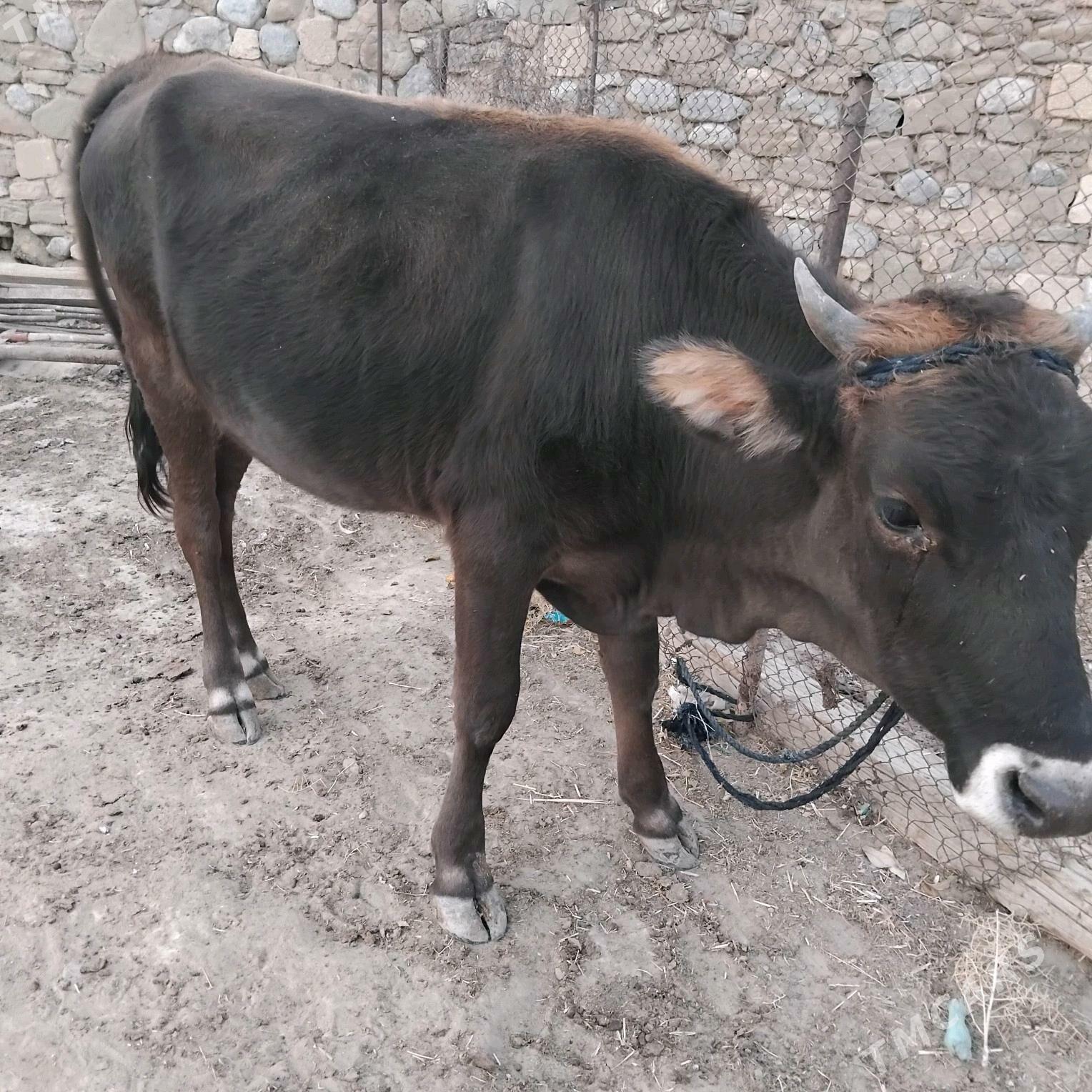 TÜWE - Gyzylarbat - img 3