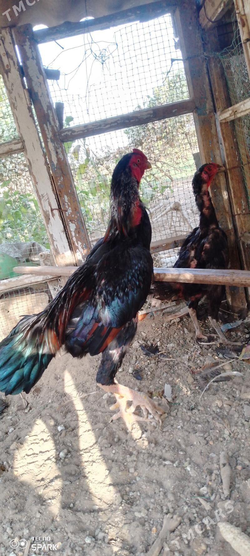 Baysy horoz - Türkmengala - img 1