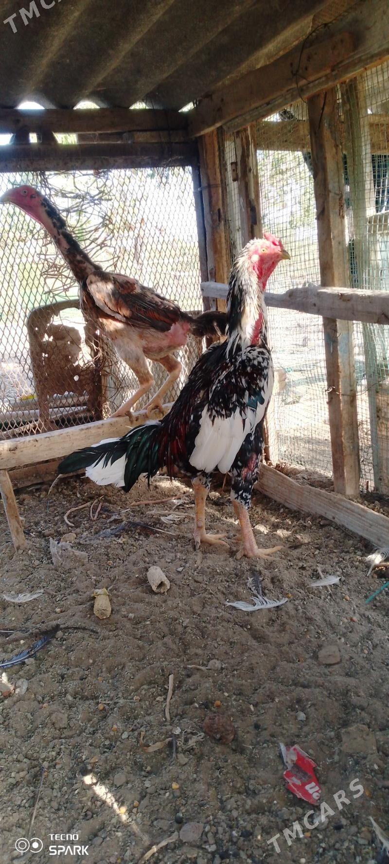 Baysy horoz - Türkmengala - img 2