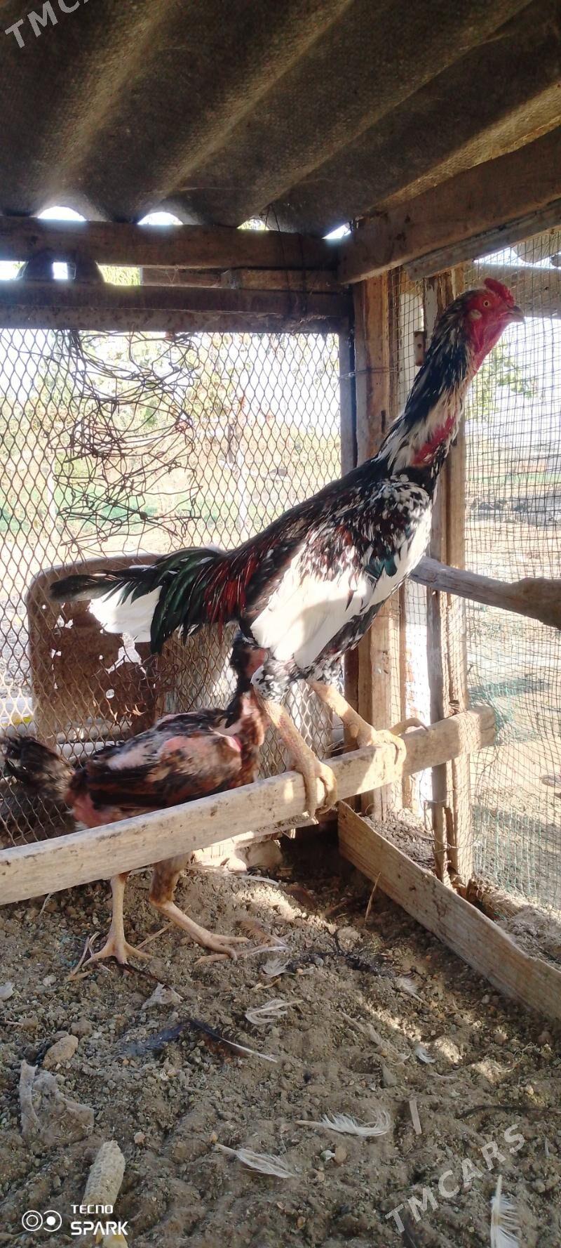 Baysy horoz - Türkmengala - img 4