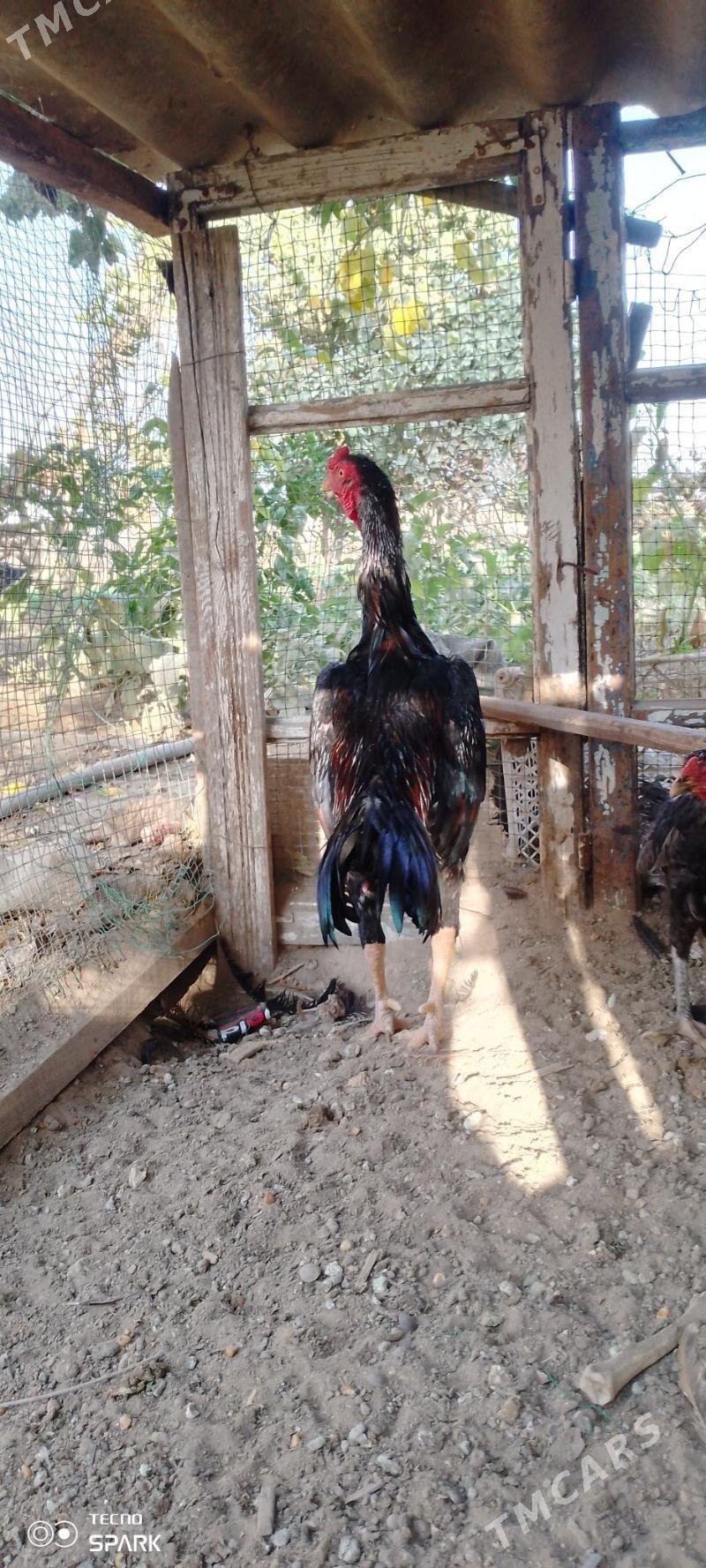 Baysy horoz - Türkmengala - img 6