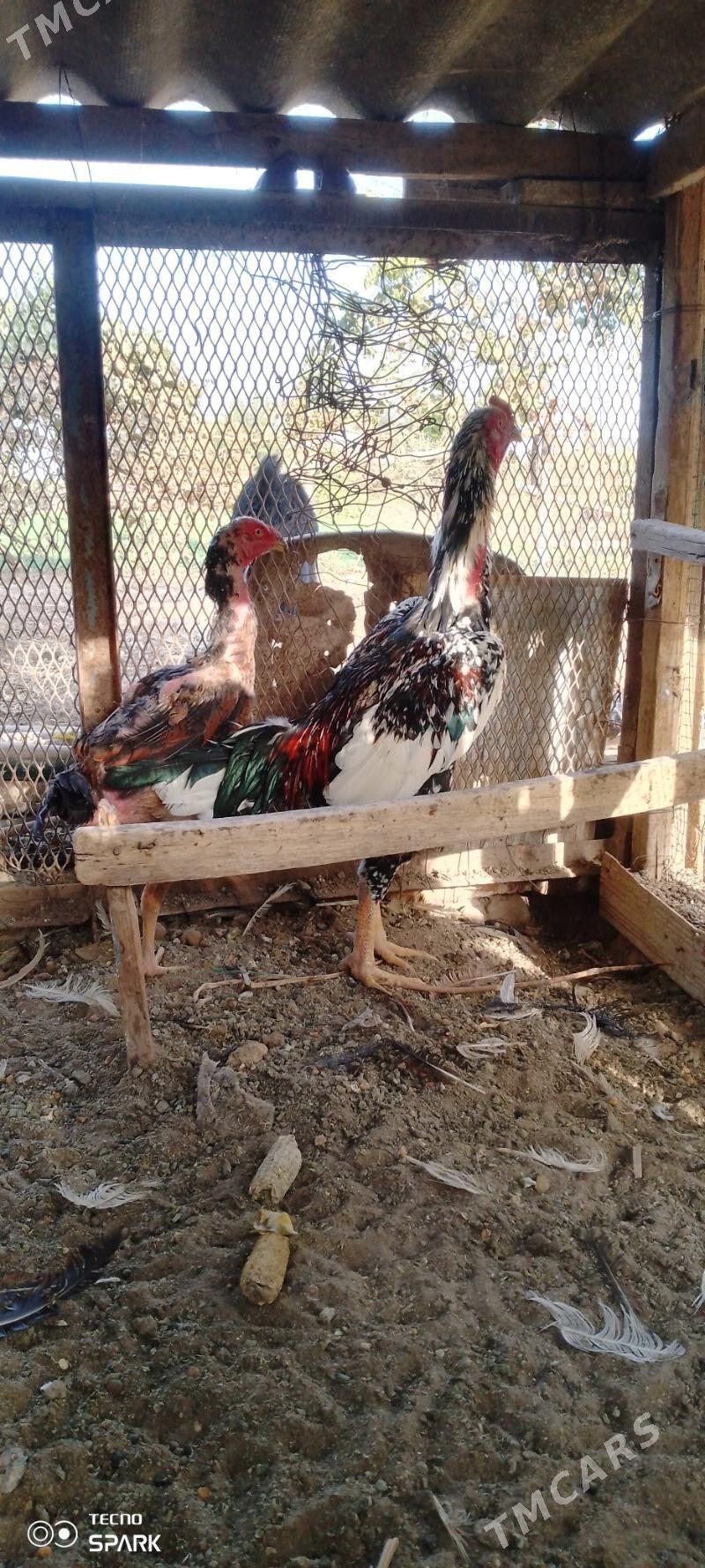 Baysy horoz - Türkmengala - img 3