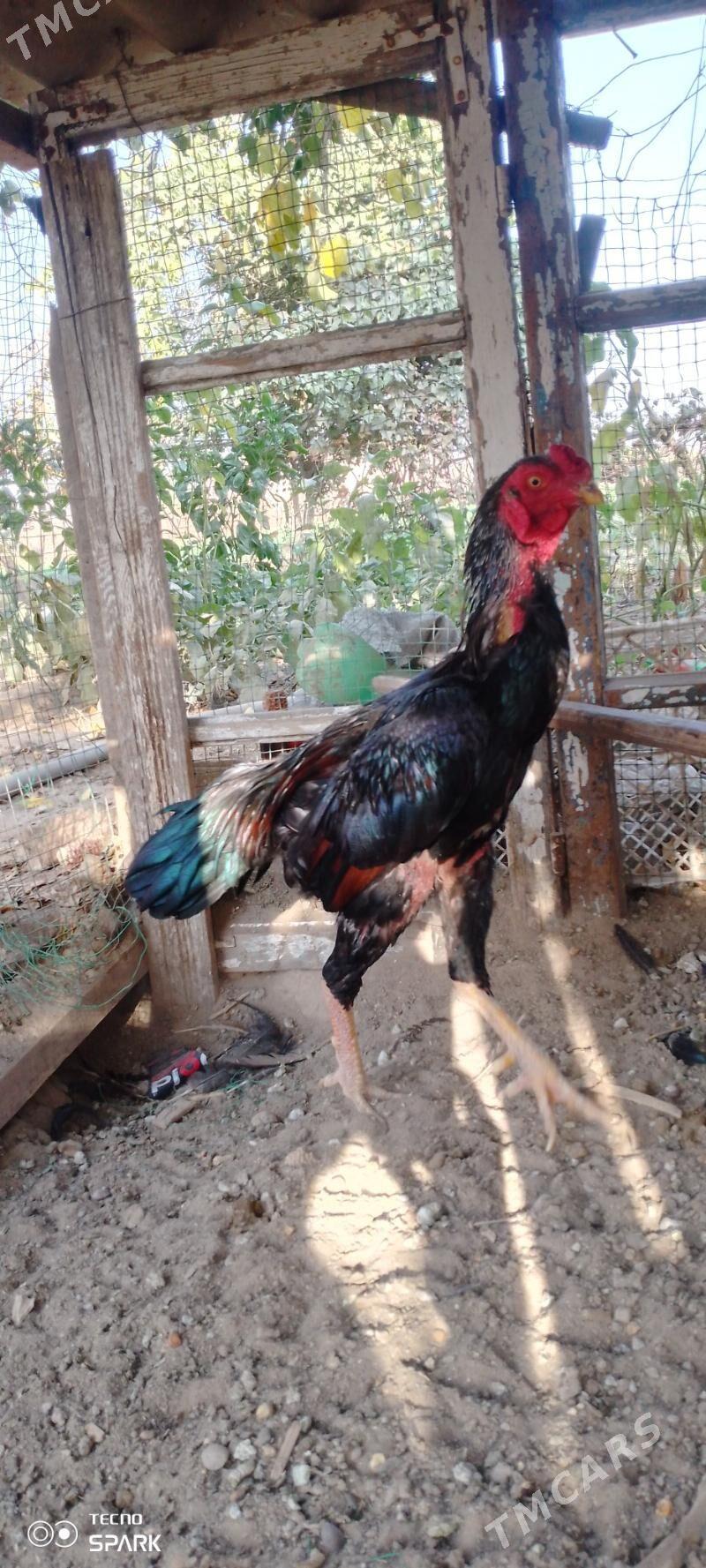 Baysy horoz - Türkmengala - img 5