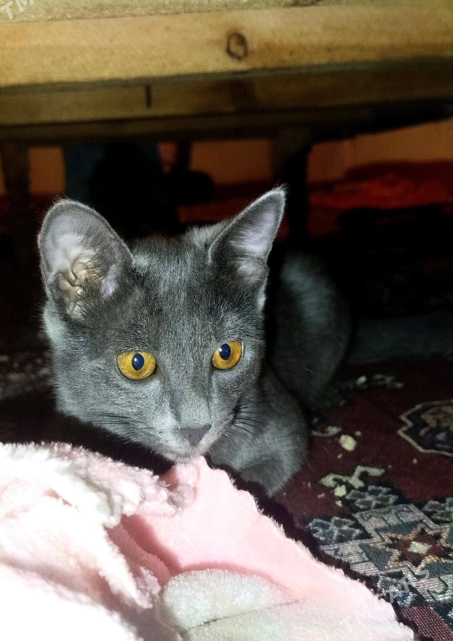 ady maya - Акдепе - img 2