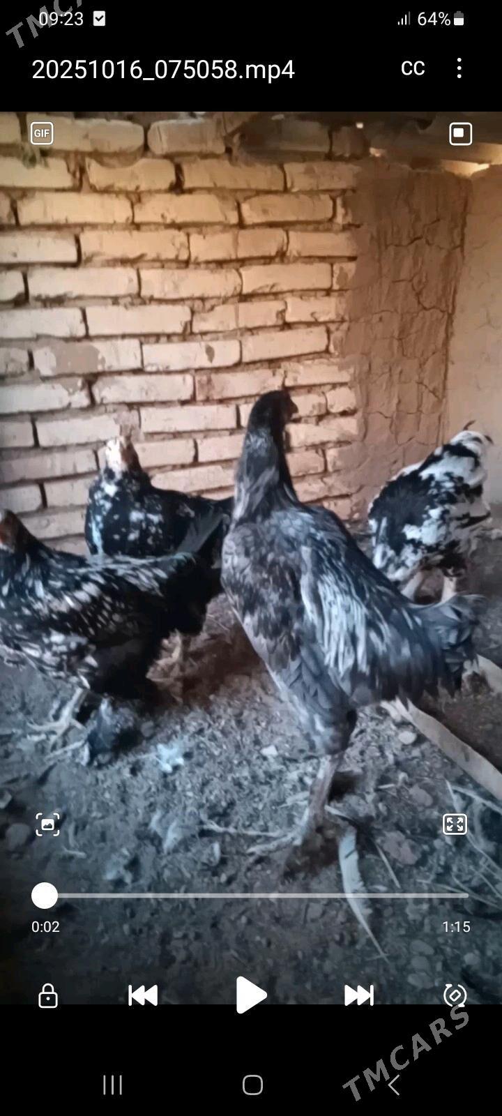 GUŞLAR - Mary - img 2