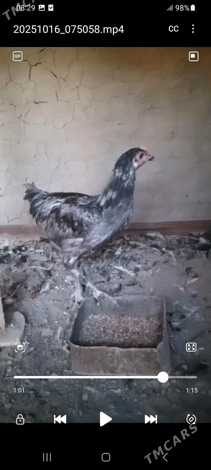 GUŞLAR - Mary - img 1
