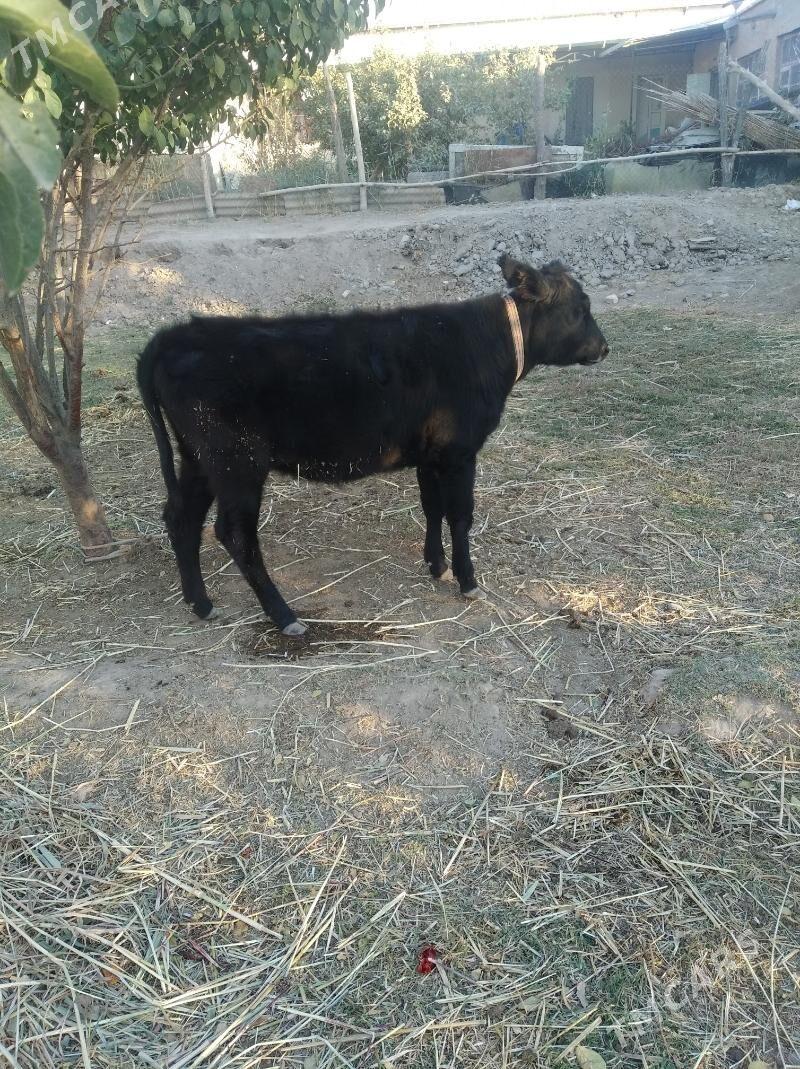 okiz gacar - Дашогуз - img 3