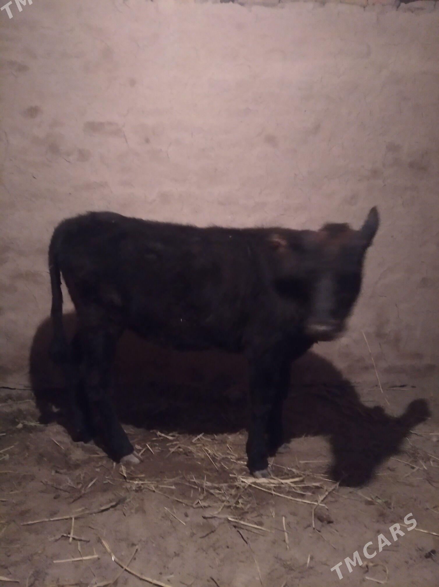 okiz gacar - Дашогуз - img 2