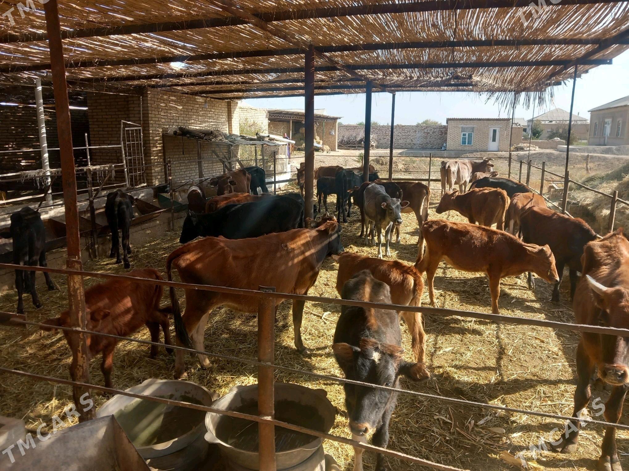 Göleli sygyrlar/öküzler - Mary - img 4