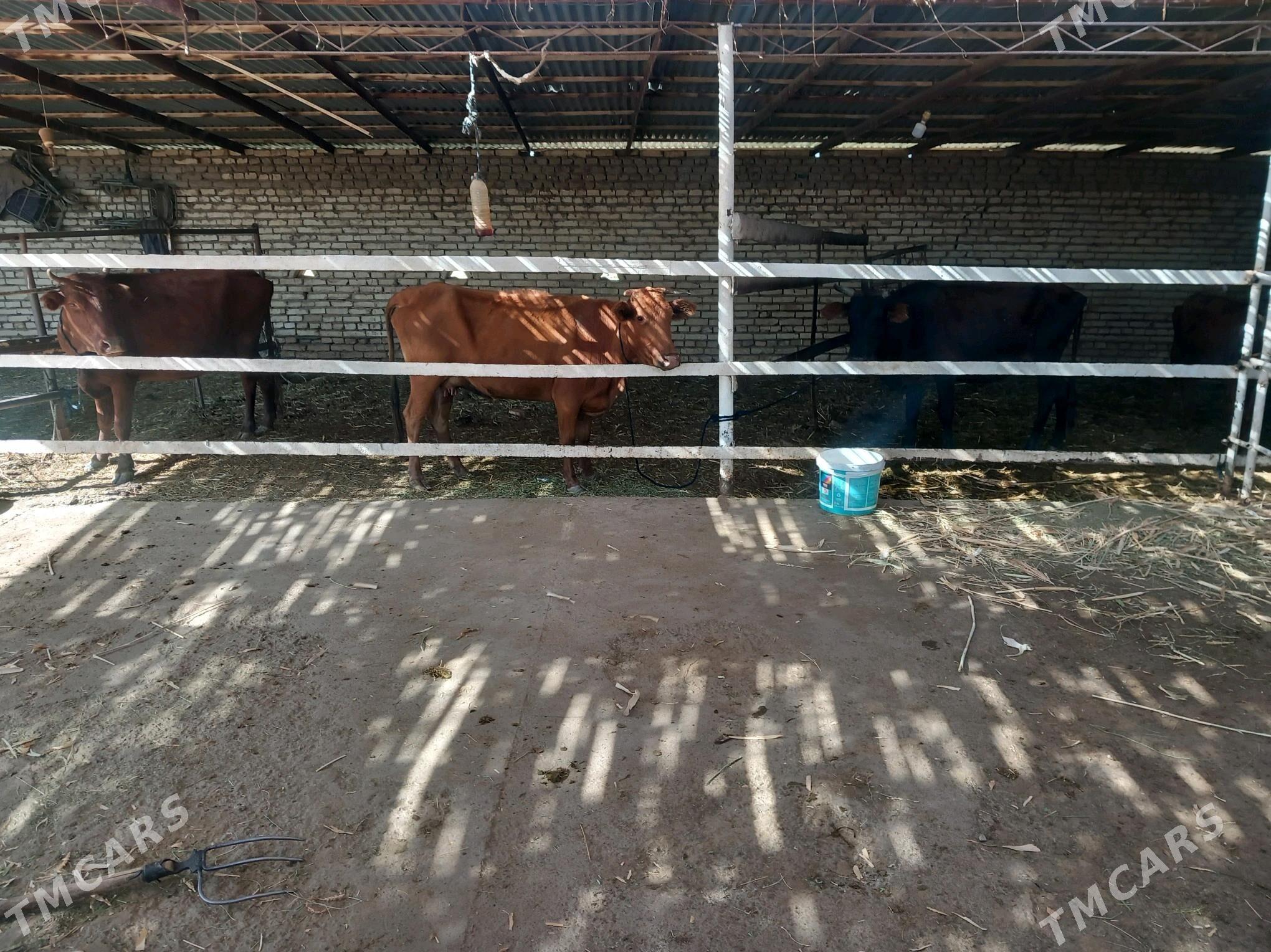 Göleli sygyrlar/öküzler - Mary - img 2