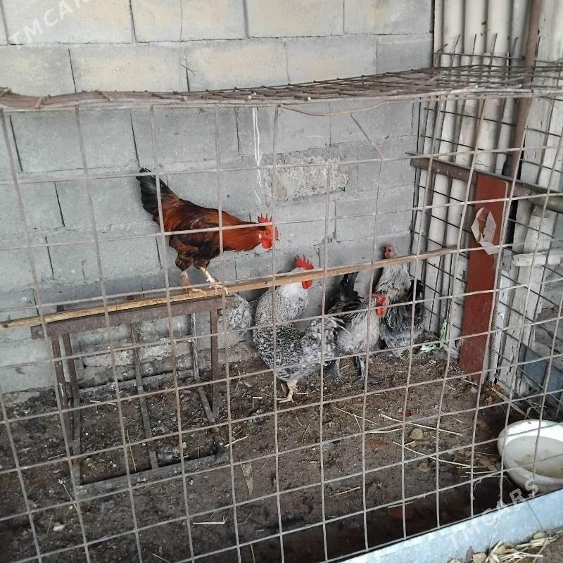 Dominat horaz - Бузмеин - img 2