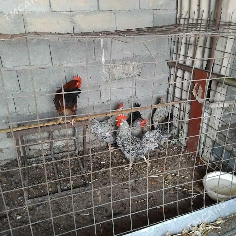 Dominat horaz - Бузмеин - img 3