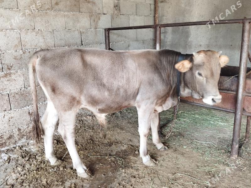 Öküz - Бахарден - img 4