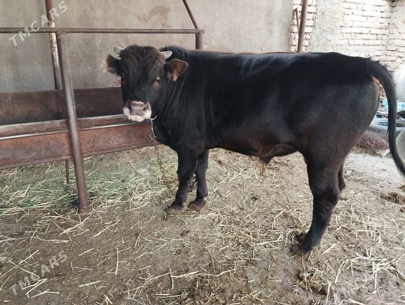 Öküz - Бахарден - img 5