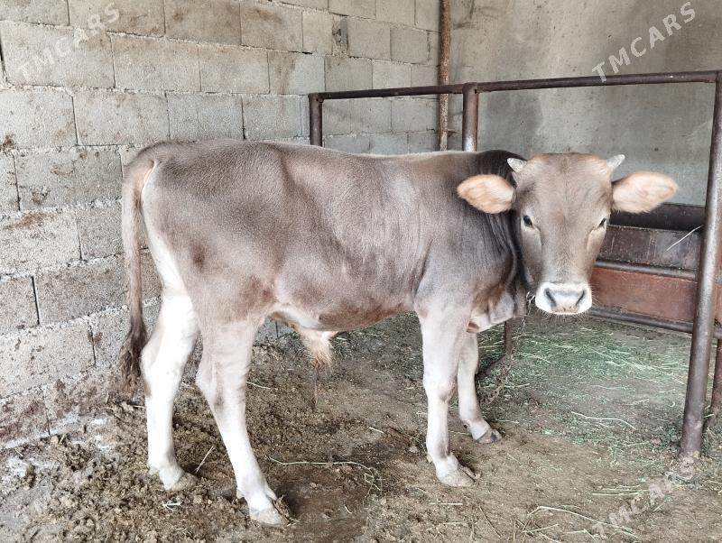 Öküz - Бахарден - img 2