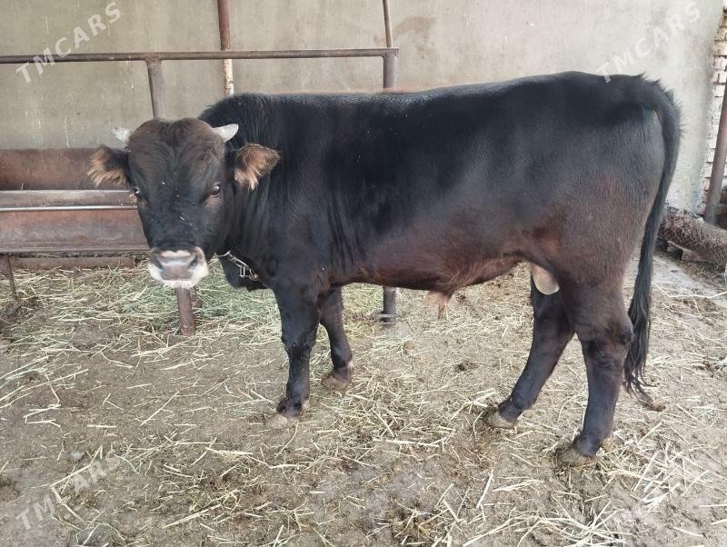 Öküz - Бахарден - img 1